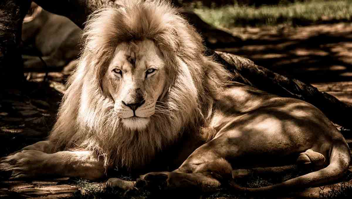 Leão é apaixonado e fogoso; veja 30 características dos leoninos. Foto: Pixabay