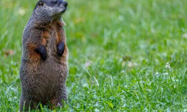 Today is Groundhog Day: The Most Bizarre Weather Forecast in the USA. Photo: pexels
