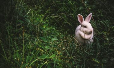 O animal de estimação de cada signo do zodíaco