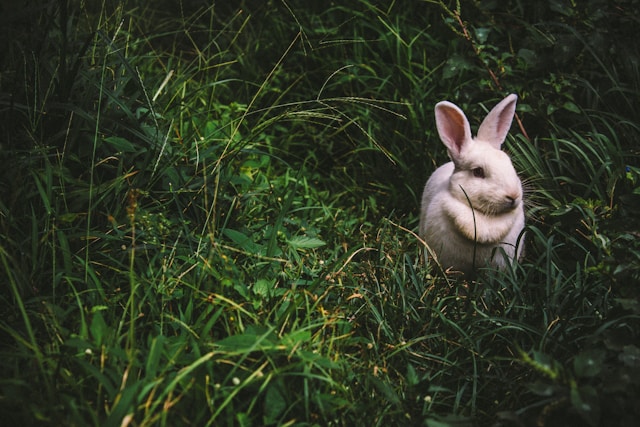 O animal de estimação de cada signo do zodíaco