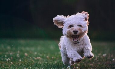 O que o signo do zodíaco do seu cão diz sobre ele