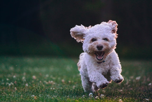 O que o signo do zodíaco do seu cão diz sobre ele