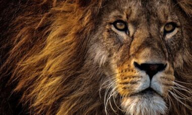 Descubra o espírito animal que o guia segundo seu signo