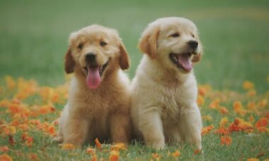 O que o signo do zodíaco revela sobre a personalidade do seu cachorro