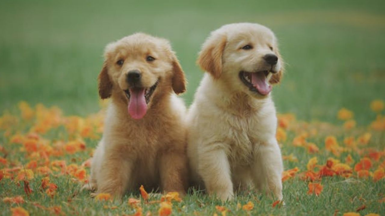 Ce que le signe du zodiaque de votre chien révèle sur sa personnalité